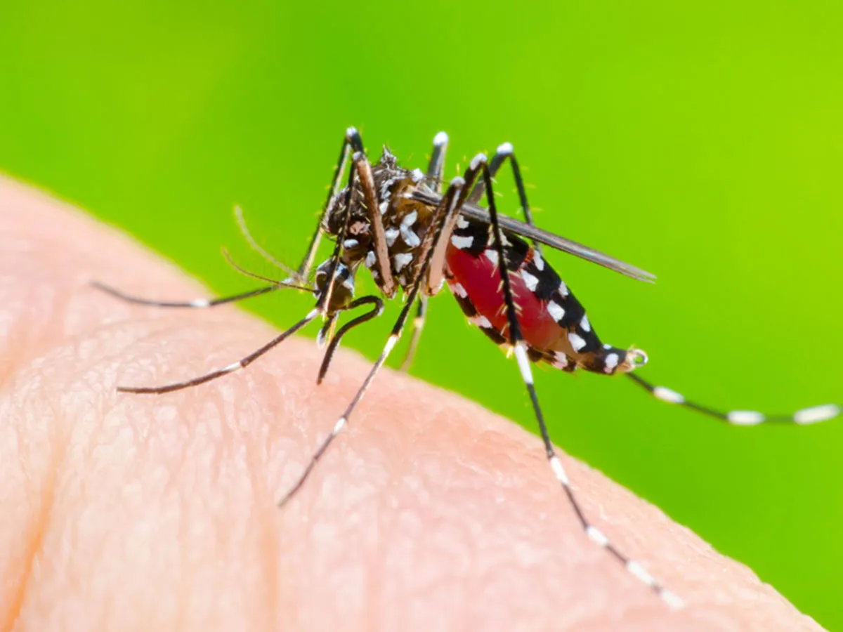A dengue é uma doença viral transmitida por mosquitos que tem se espalhado rapidamente em regiões tropicais e subtropicais