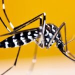 Dengue: Sintomas, Prevenção e Alimentação Adequada