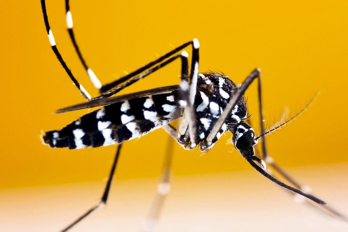 Dengue: Sintomas, Prevenção e Alimentação Adequada