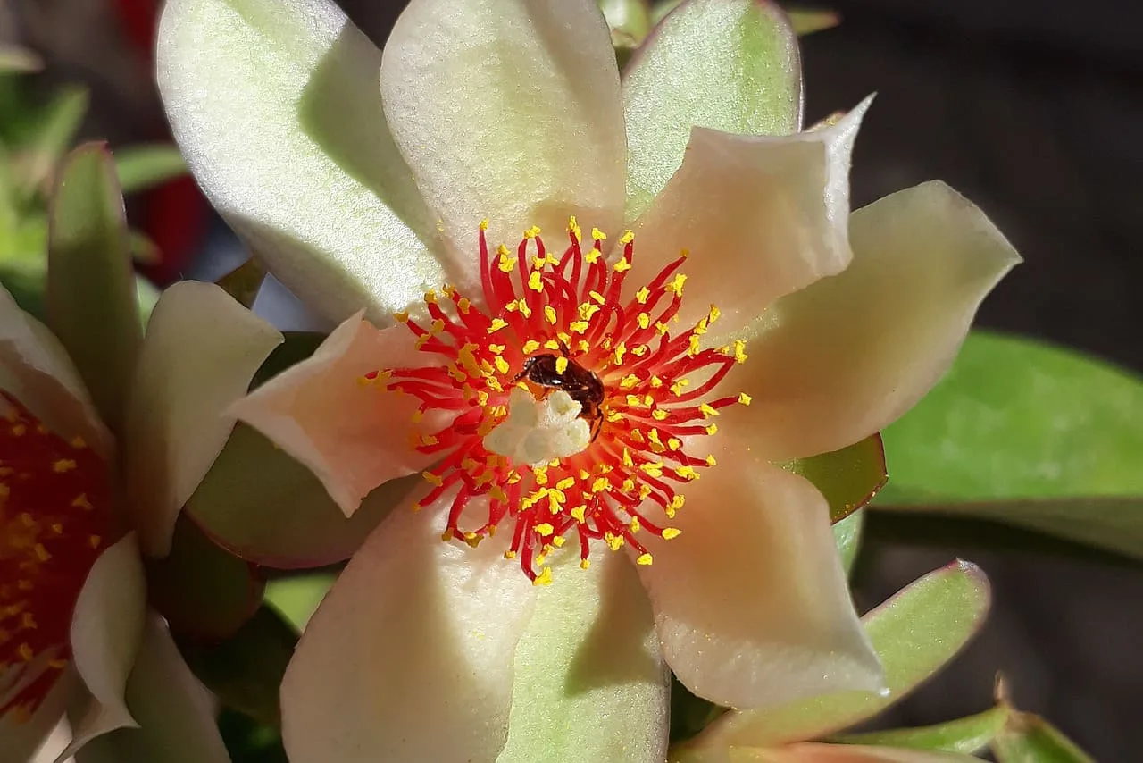 Ora-pro-nobis: Aliada na Perda de Peso e Saúde