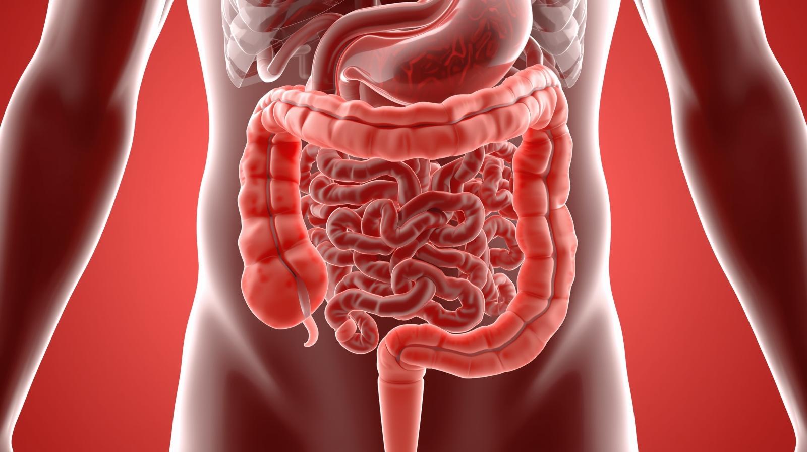 Imagem em 3D do sistema digestivo com foco no intestino inflamado, estilo moderno, educativo e profissional para blog de saúde."