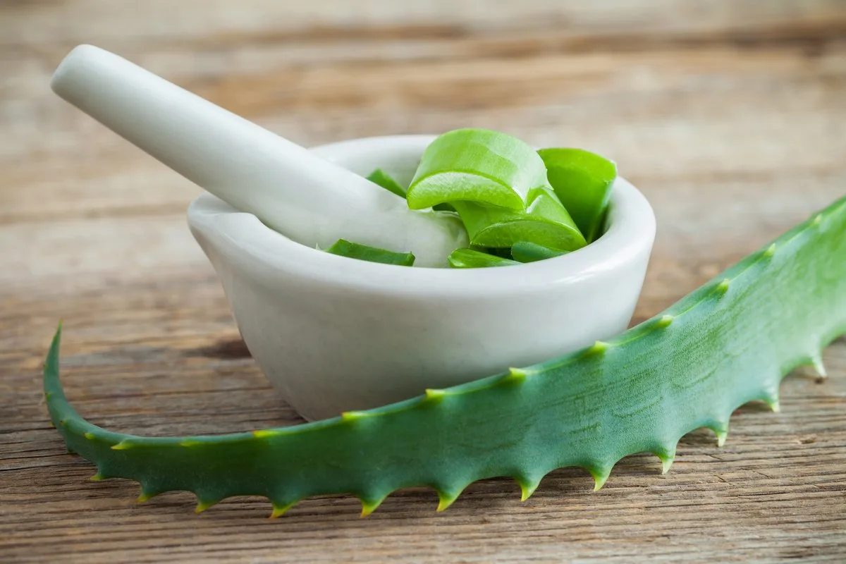 Aloe Vera: Os Incríveis Benefícios para a Saúde e Beleza