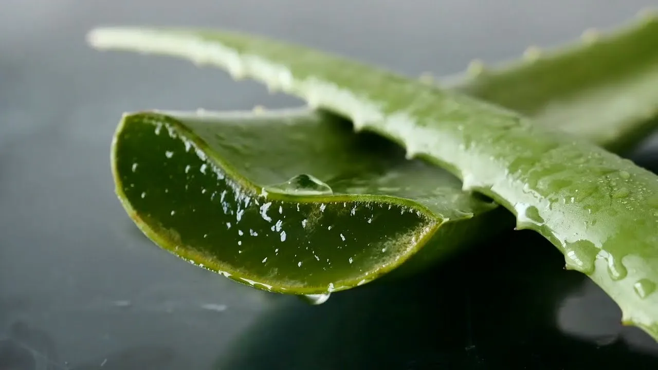 Oleo de baboza como fazer, Veja dicas e como usar na pele e no cabelo