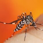 Dengue: sintomas, tratamento prevenção e como agir para proteger sua família